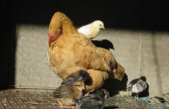 30030_img_0540.jpg