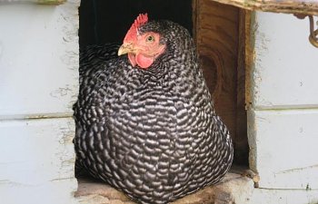 30030_img_1258.jpg
