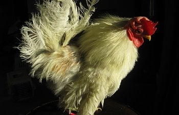 Why Keep House Chickens? Three Misconceptions About Having Chickens in Your House