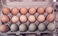 eggs.jpg