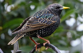 Starlings - How to Keep Them from Becoming Pests