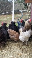 buckbeak and hens 2018.jpg