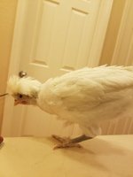 thumbnail (1).jpg thumbnail (1).jpg