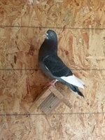 IMG-20180123-WA0003.jpg