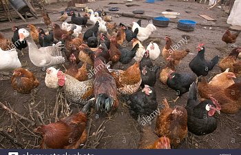 chickens-ducks-and-geese-on-an-allotment-in-barrow-in-furness-cumbria-A2R0K7.jpg