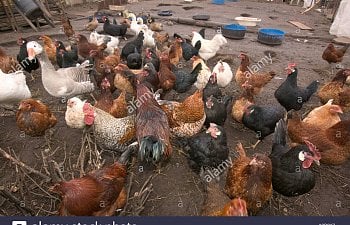 chickens-ducks-and-geese-on-an-allotment-in-barrow-in-furness-cumbria-A2R0K7.jpg
