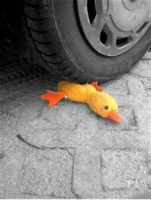 duck - Copy.png