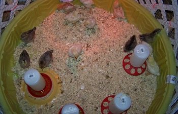 How To Raise Baby Chicks: The First 60 Days Of Raising Baby Chickens