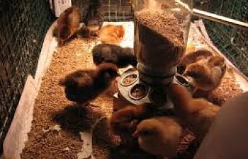 How To Raise Baby Chicks: The First 60 Days Of Raising Baby Chickens