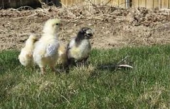 How To Raise Baby Chicks: The First 60 Days Of Raising Baby Chickens