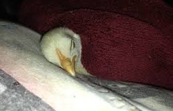 How To Raise Baby Chicks: The First 60 Days Of Raising Baby Chickens How To Raise Baby Chicks: The First 60 Days Of Raising Baby Chickens