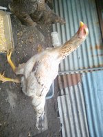 IMG_20170602_123620.jpg