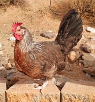 Celine left - Jan 2018 - 1.jpg