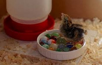 How To Raise Baby Chicks: The First 60 Days Of Raising Baby Chickens