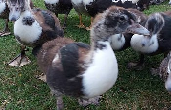 How I've raised muscovy ducklings with natural incubation