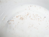 DSC04056.JPG