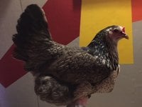 Blue chicken.jpg