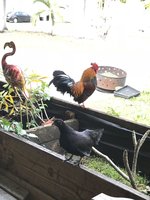 E21E5592-C8DF-4FEA-B433-A09A842E1310.jpeg
