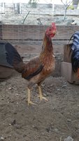 20170201_071552.jpg