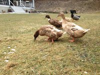IMG_1277.JPG