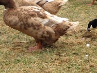 IMG_1278.JPG