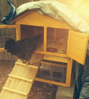 Dot visiting Alberta on the nest.jpg