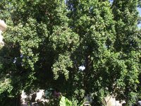 Lilly Pilly Tree.JPG