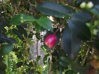 Lilly Pilly Tree B.JPG