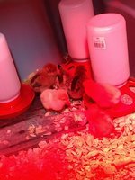 IMG_20180203_181146167.jpg