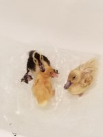 20180203_203750.jpg