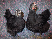 chicks 3.jpg