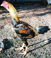 Saipan_Jungle_Fowl_Male.jpg
