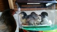 1-28-2018 BLUE broody 4 chick hatch.jpg