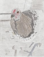 Easter Egger 001 (492x640).jpg Easter Egger 001 (492x640).jpg