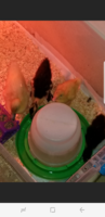 Screenshot_20180205-174628.png