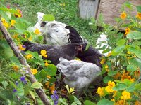 Blue Copper Marans in the Garden.jpg