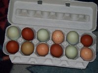 baby buckeyes 002.jpg