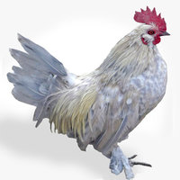 PorcelainDUccleMale2.jpg