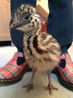 emu and corny caleb.jpeg