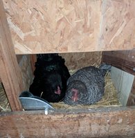IMG_20180207_154150.jpg