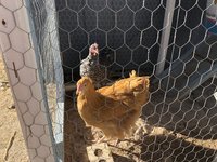 RavenGeorgia.jpg