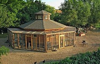 Chicken coops- Everything you need to know