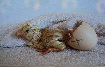 How To Incubate & Hatch Chicken Eggs - Just 21 Days From Egg To Chicken!