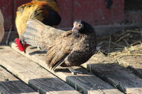 IMG_6490.JPG