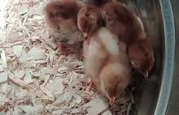 Raising Chicks -- All You Need To Know