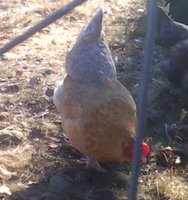 Chicklet's hen.jpg