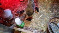 2018 BLUE's 4 chicks at 2 wks.jpg
