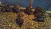 quail.jpg