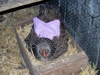 broody hen 004.JPG
