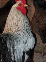 eggs and broody barnie 011.JPG